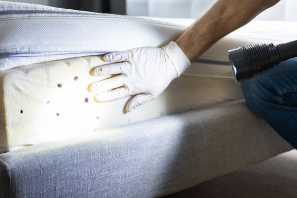 Best Termite Control Services  in South Plainfield, NJ