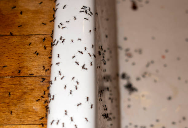 Wasp Removal Services in South Plainfield, NJ
